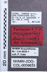 Etikett zu Priopus baumi (Platia & Schimmel, 2004)